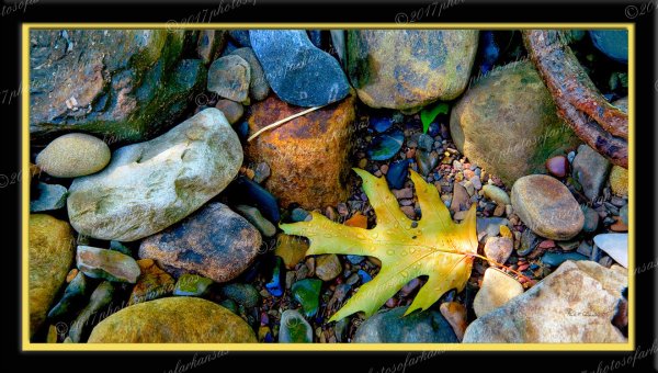 01.4 Solitary Leaf - Professional Panoramas Of Arkansas photography by Paul Caldwell